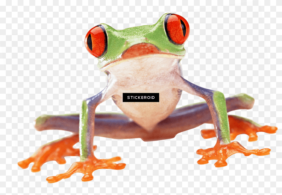Mlg Frog Red Eyed Tree Frog Front, Amphibian, Animal, Wildlife, Tree Frog Png Image