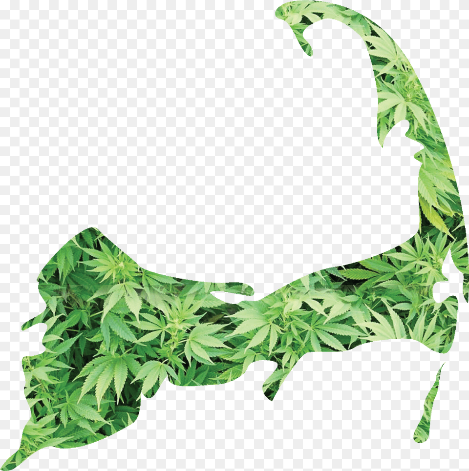 Mlg Joint Marijuana Background, Accessories, Clothing, Swimwear, Plant Png Image