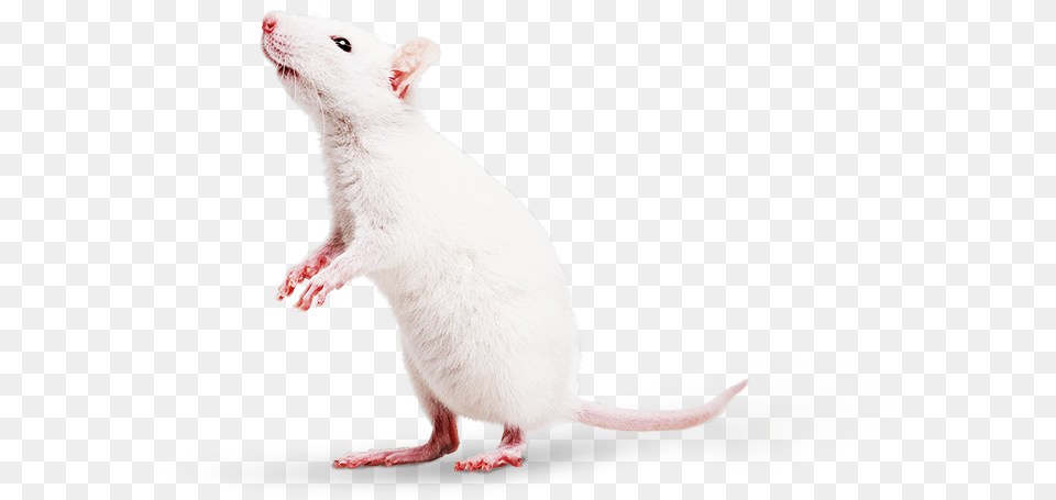 Mmpc Welcome Mouse, Animal, Mammal, Rat, Rodent Free Png