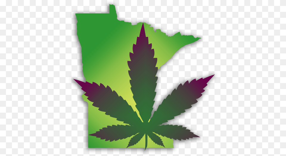 Mn Campaign For Full Legalization Legalize Cannabis, Leaf, Plant, Weed, Person Png Image