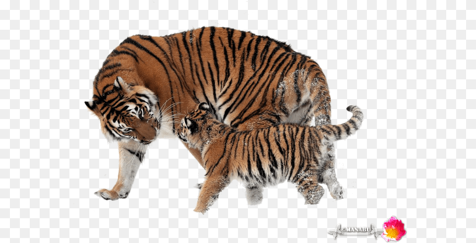 Mnb Yorkshire Terrier Chicho Amur Tiger Cubs In Wild, Animal, Mammal, Wildlife Png Image