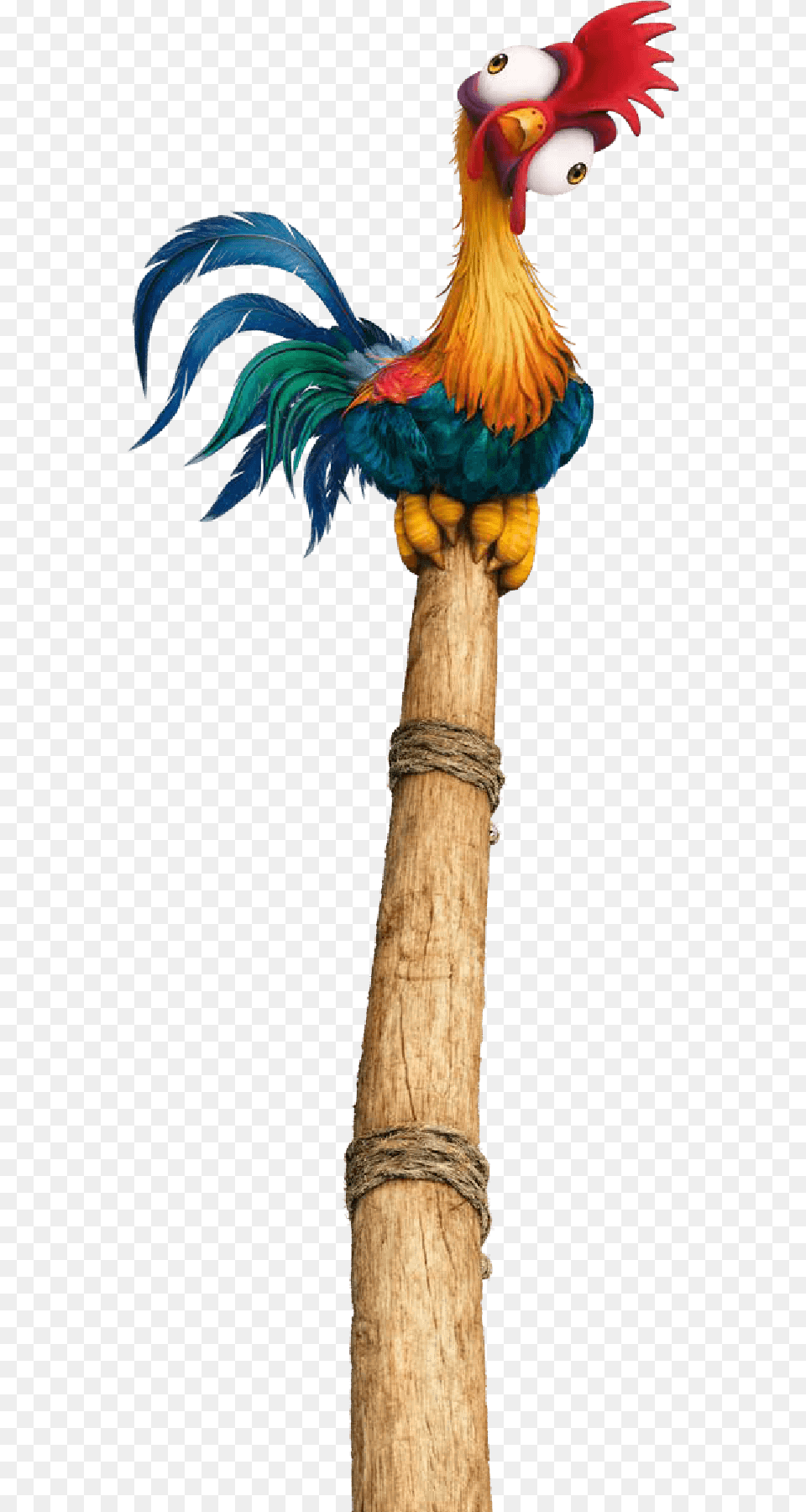 Moana Macaw, Animal, Bird, Chicken, Fowl Png Image