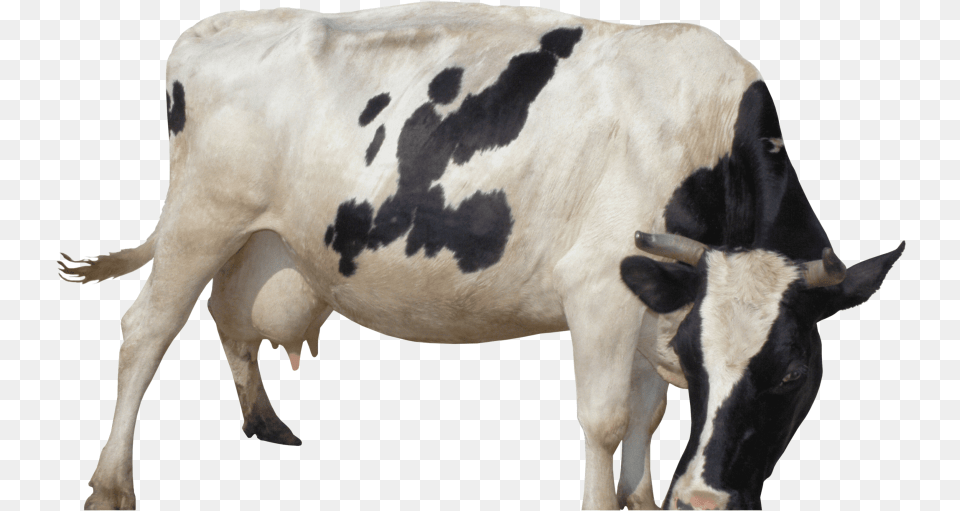 Mobile Cow Milking Machine, Animal, Cattle, Dairy Cow, Livestock Free Png Download