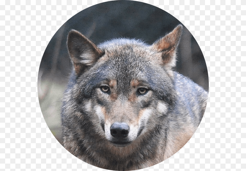 Mobile Diesel Technician Like A Lone Wolf Transparent Background Wolf, Animal, Mammal, Canine, Dog Png