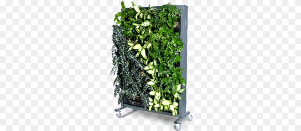 Mobile Green Walls, Plant, Potted Plant, Herbs, Jar Free Transparent Png