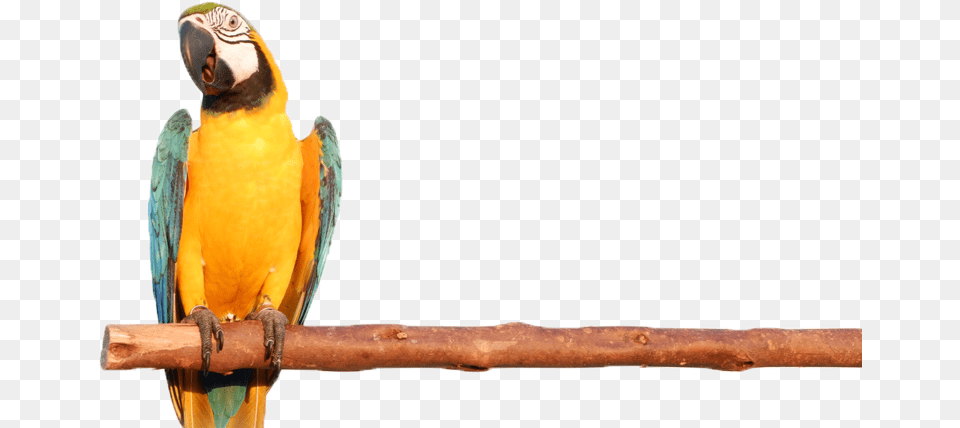 Mobile Petting Zoo Macaw, Animal, Bird, Clothing, Glove Free Transparent Png