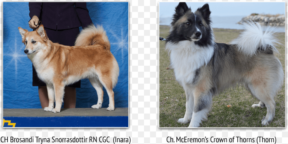 Mobirise Icelandic Sheepdog, Animal, Canine, Dog, Mammal Free Transparent Png