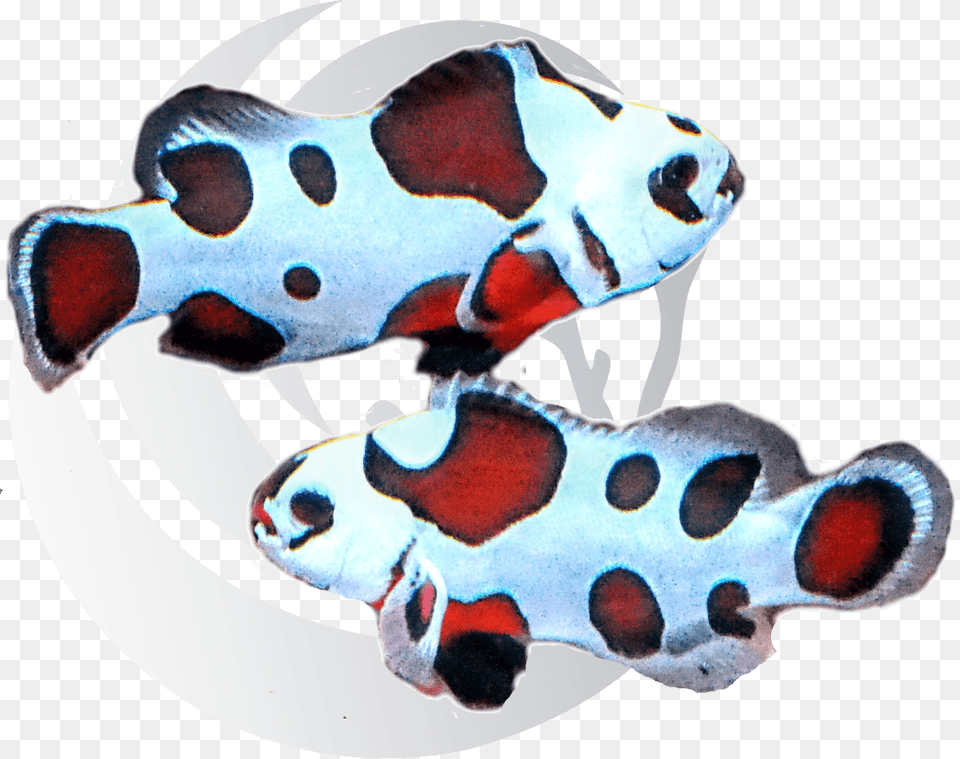 Mocha Storm Clown Fishclass Cbb Loupe Nonedata Mocha Storm Clownfish, Amphiprion, Animal, Fish, Sea Life Png