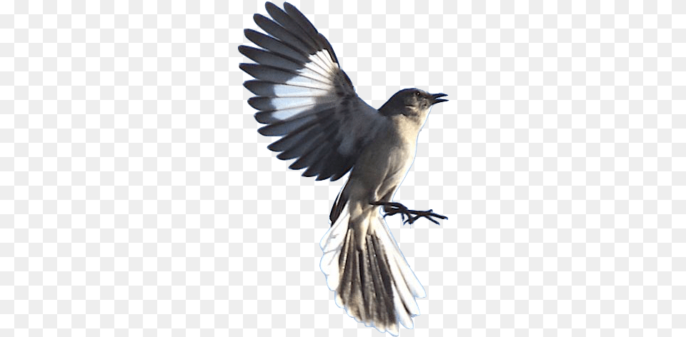 Mockingbird, Animal, Bird, Jay, Flying Free Png Download