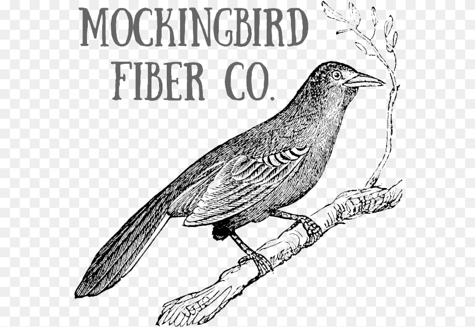 Mockingbird, Animal, Bird, Blackbird, Anthus Free Png Download