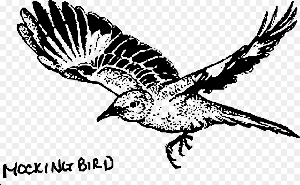 Mockingbird, Gray Free Png