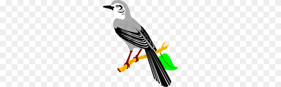 Mockingbird Clip Art, Animal, Beak, Bird, Jay Free Png