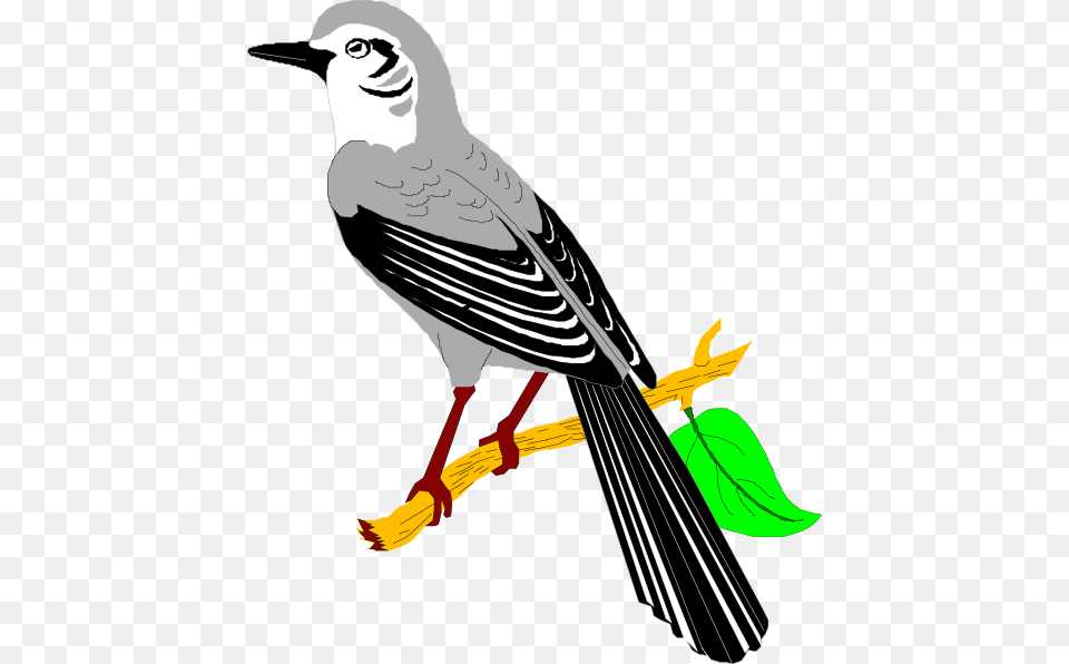 Mockingbird Clip Art, Animal, Bird, Jay, Beak Png Image