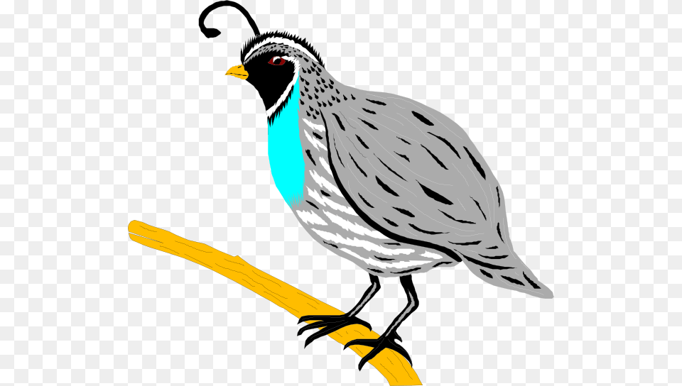 Mockingbird Clipart Hostted Quail Clip Art, Animal, Bird Png