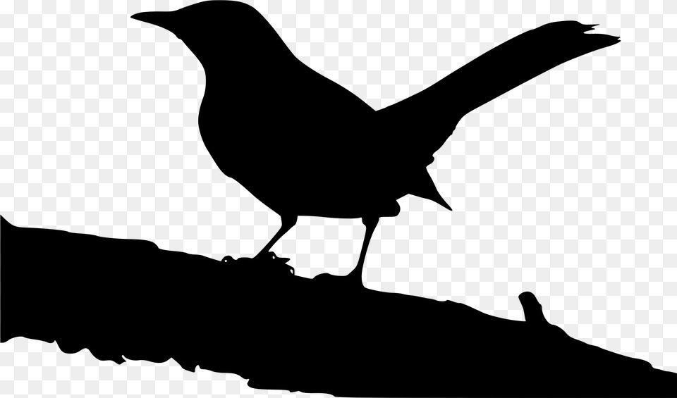 Mockingbird Singing Bird Clip Art, Gray Free Png