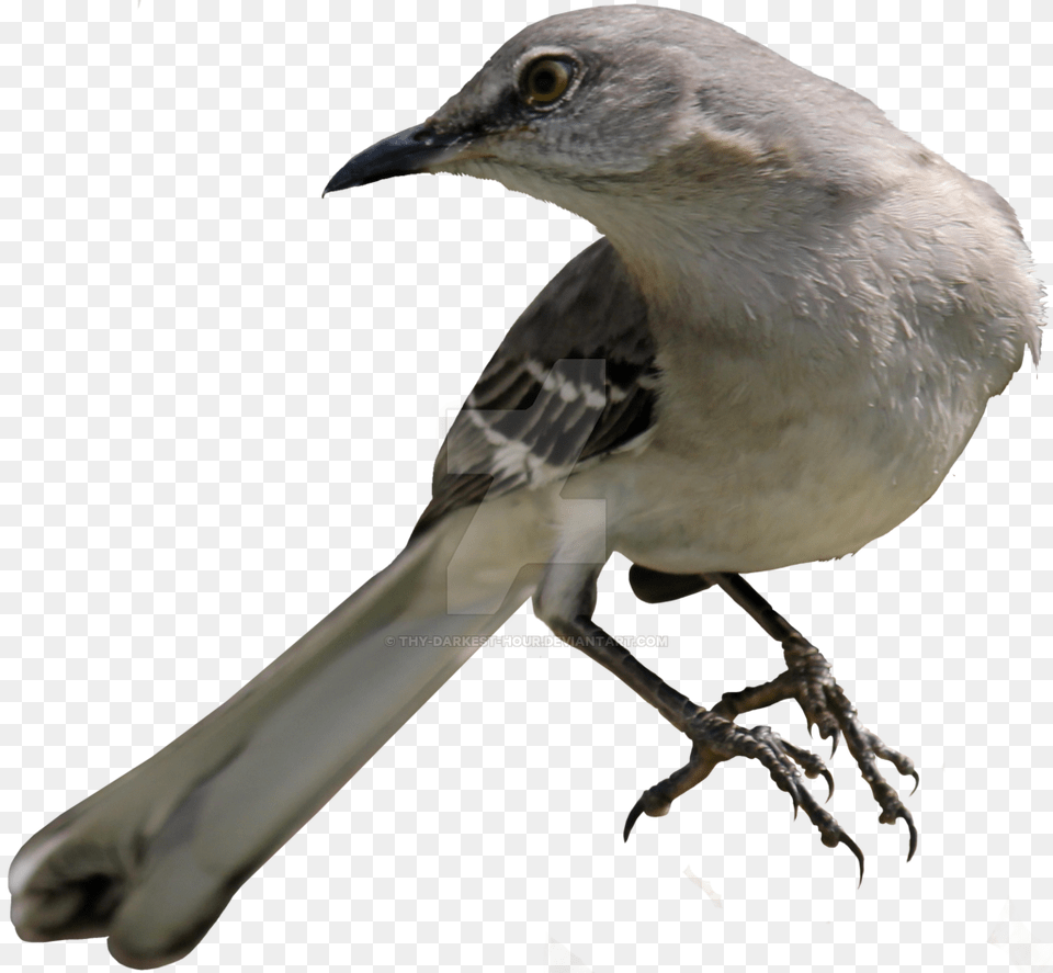Mockingbird Transparent Mockingbird, Animal, Beak, Bird, Jay Free Png