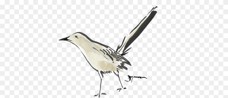 Mockingbird Watercolor Bird Watercolour Mockingbird Watercolor, Animal, Beak Free Png