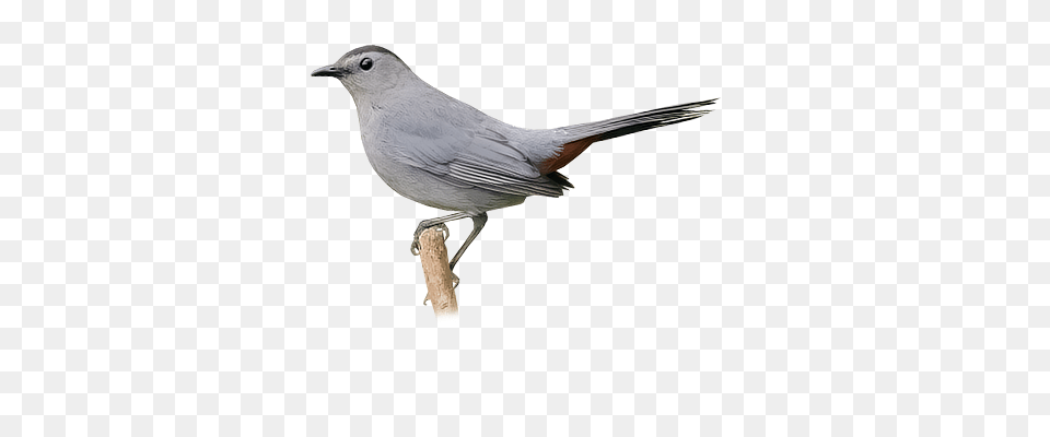 Mockingbirds And Thrashers, Animal, Bird, Finch, Blackbird Png Image