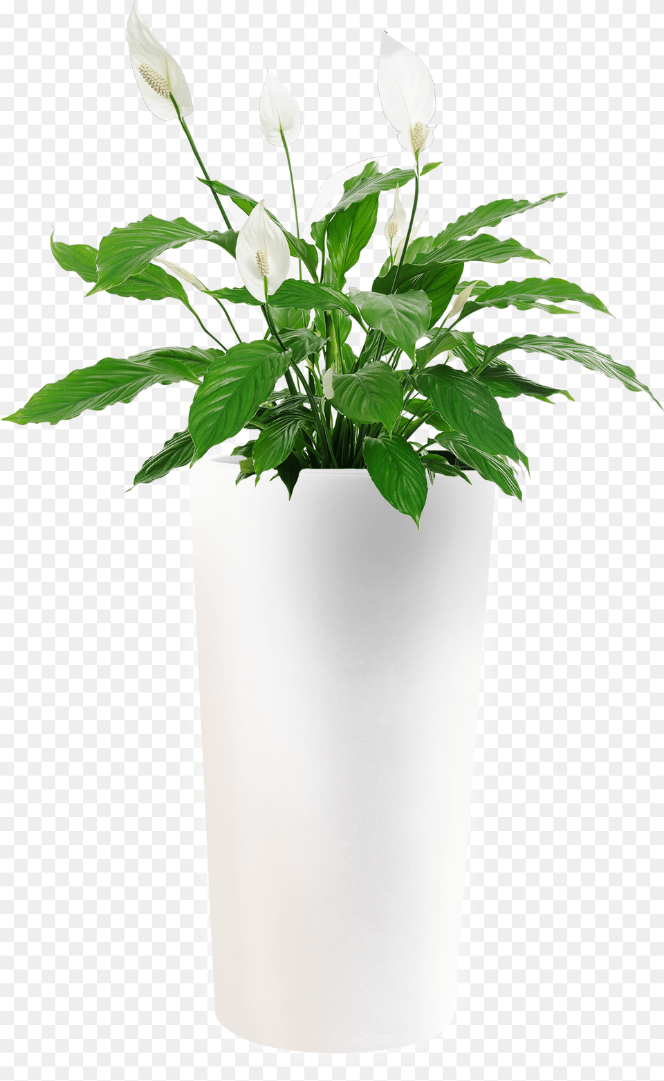 Model Blooms Today Classic Peace Lily Plant Flower Delivery, Jar, Planter, Potted Plant, Pottery Png