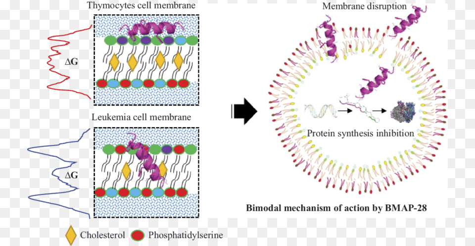 Model For Bmap 28 Cell Membrane Interaction And Mechanism Cell, Pattern, Purple, Embroidery, Stitch Free Png
