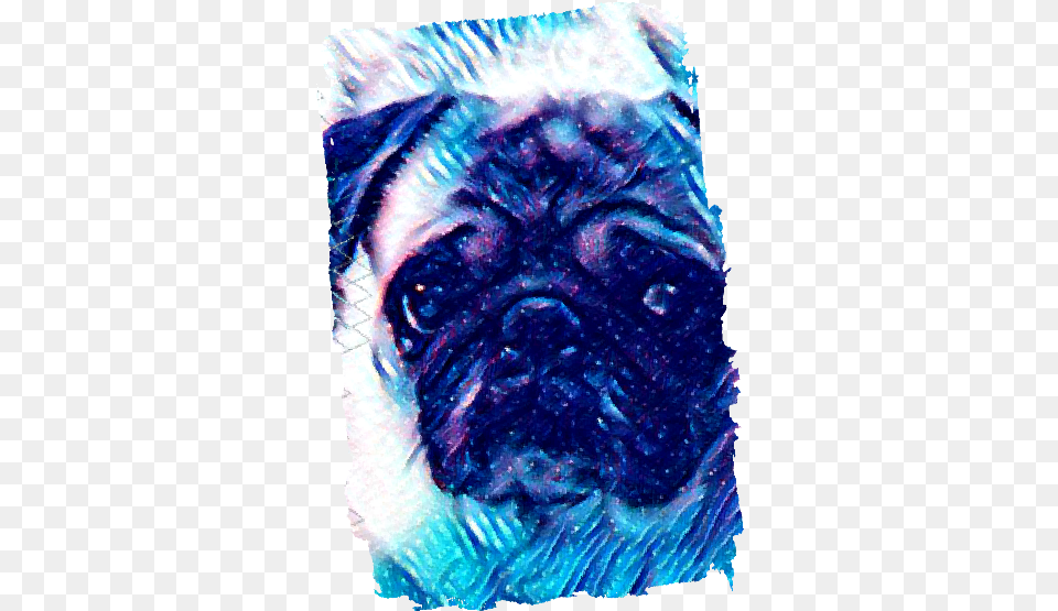 Model Graphic Pug, Mammal, Animal, Canine, Wedding Png Image