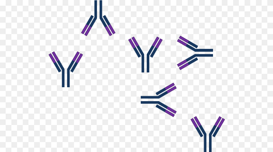 Model Of Antibody Or Antigen Excess Antigen Free Png