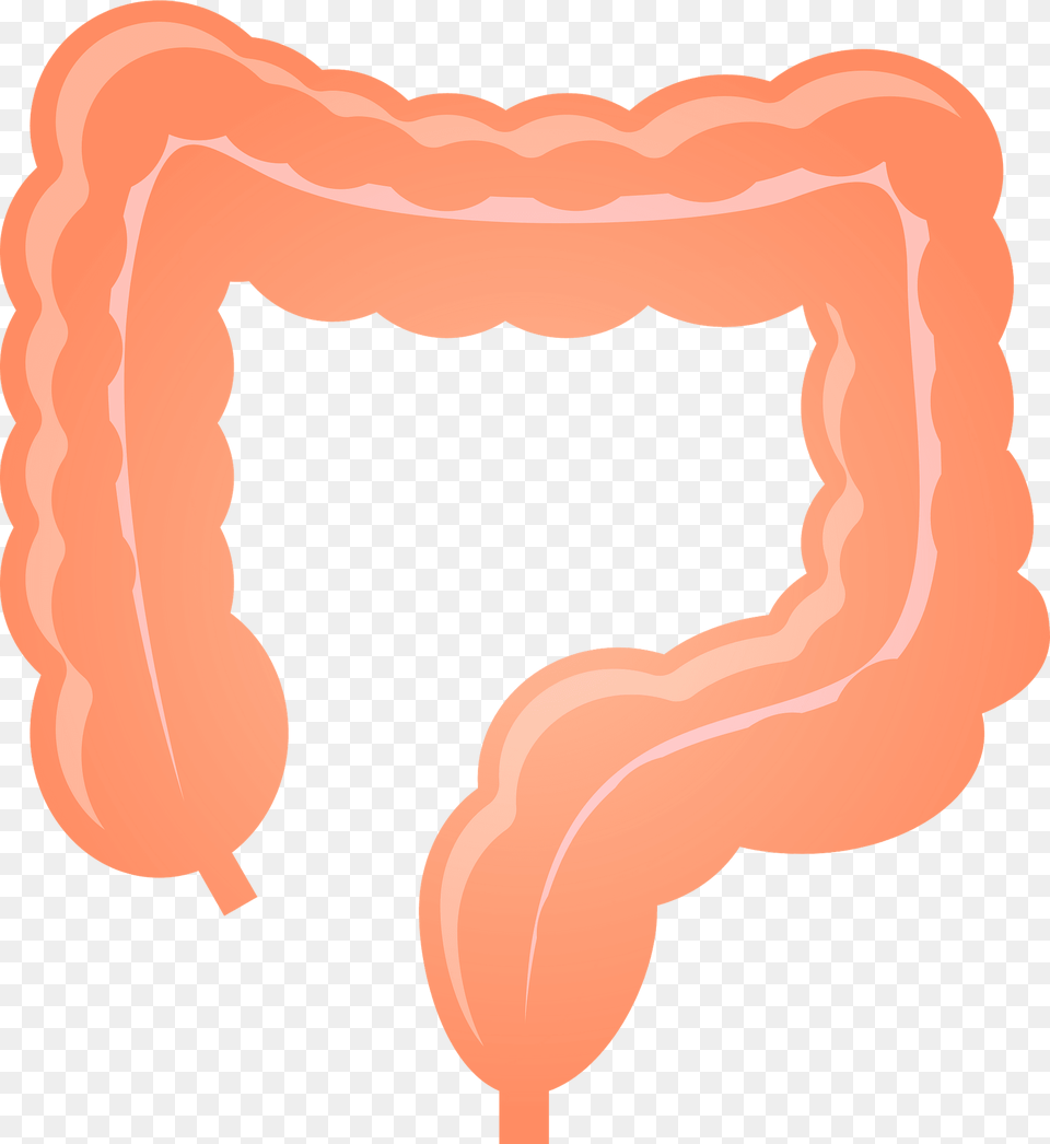 Model Of Large Intestine Clipart, Balloon Png Image