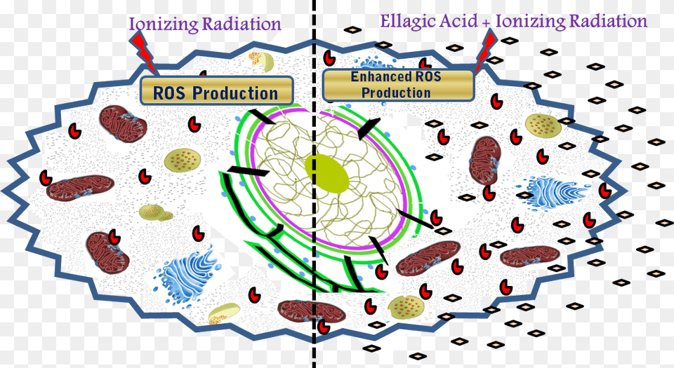 Model Showing Effect Of Ionizing Radiation Alone And Radiobiological Effects Of Ionizing Radiation, Chart, Plot Free Transparent Png