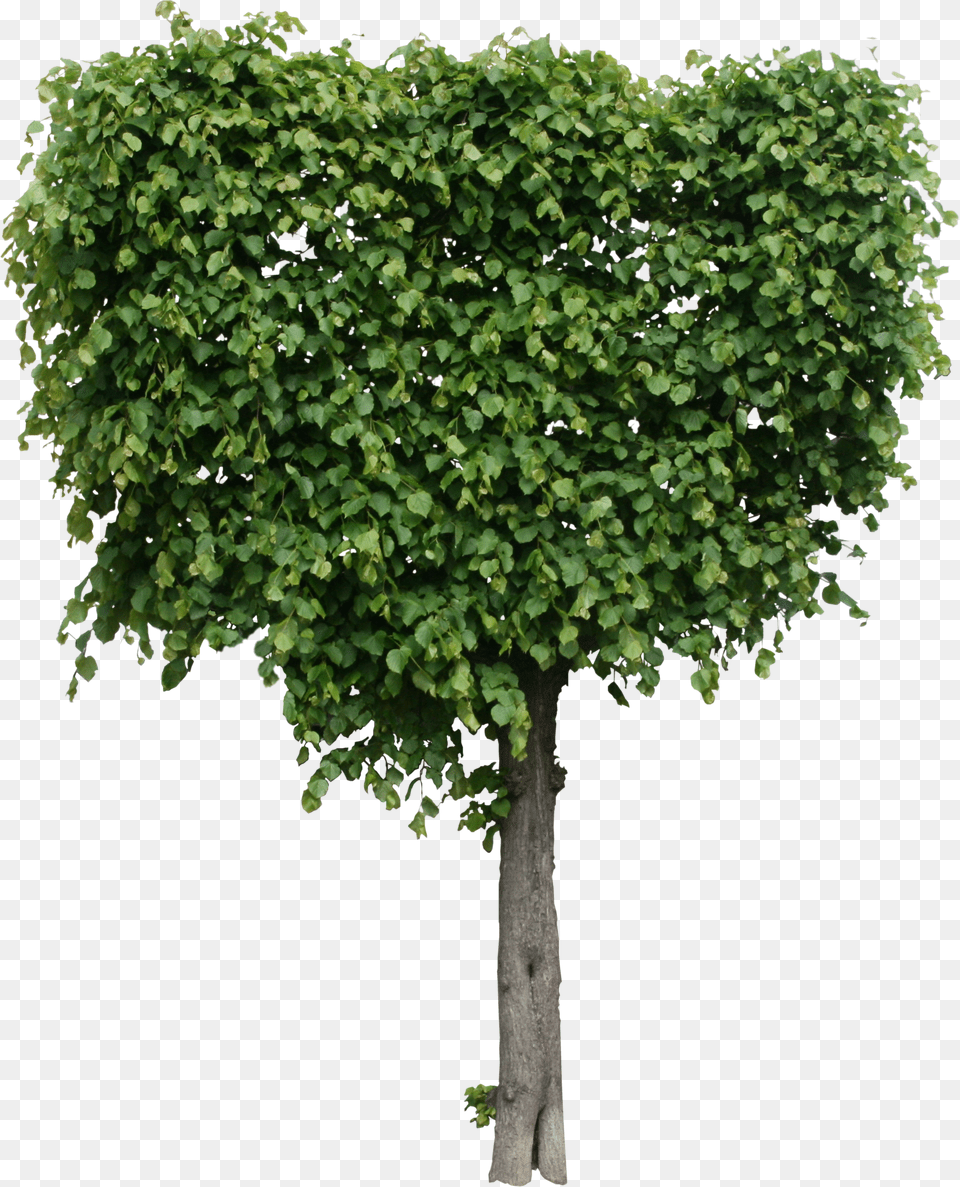 Modeled Tree Texture High Quality Tree, Plant, Vine, Potted Plant, Vegetation Free Png