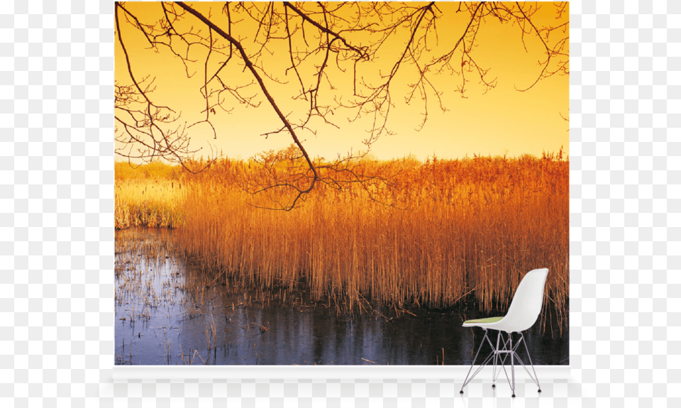 Modern Art, Chair, Scenery, Reed, Plant Free Transparent Png