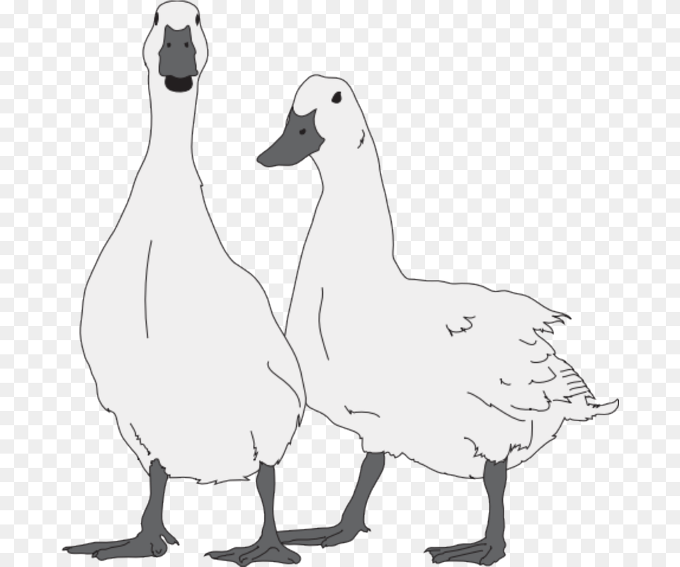 Modern Clip Art Duck, Animal, Bird, Goose, Waterfowl Png
