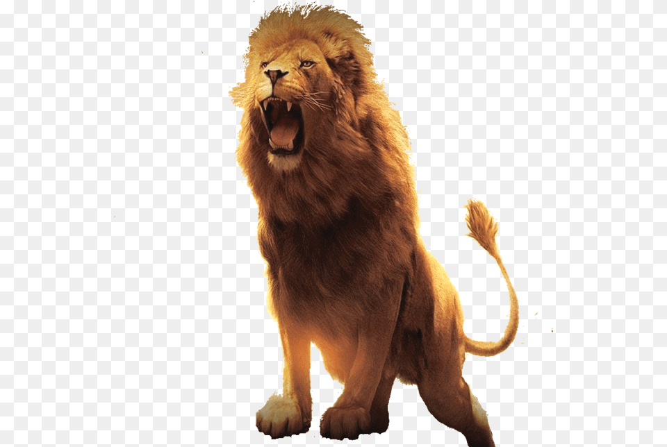 Modern Day Lion Of The Tribe Of Judah Lion Hd Images Download, Animal, Mammal, Wildlife Png Image