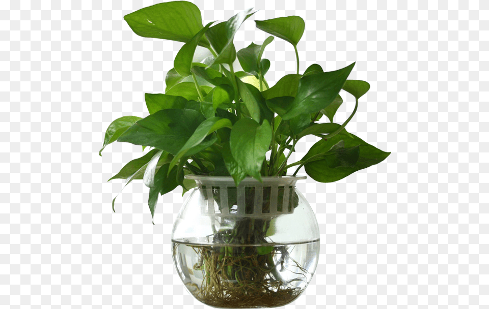 Modern Minimalist Glass Ball Fish Tank Vase Transparent Vase, Leaf, Plant, Potted Plant, Pottery Free Png Download