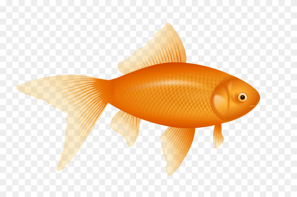 Modest Pictures Of A Fish Gold Cracker Graphic Library Goldfish Clipart, Animal, Sea Life Png Image