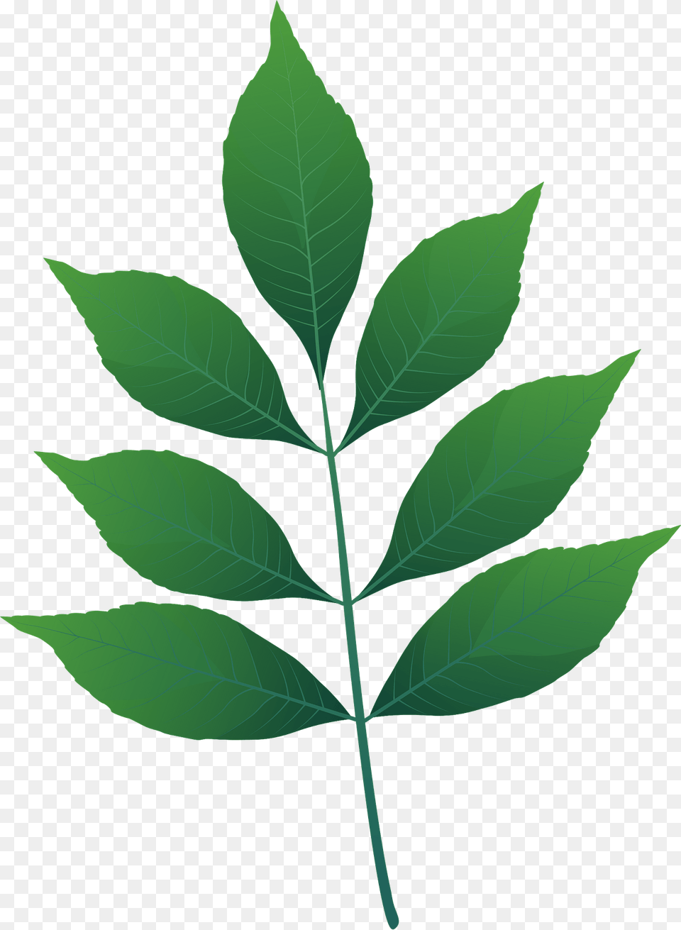 Modesto Ash Green Leaf Clipart, Plant, Tree Free Transparent Png