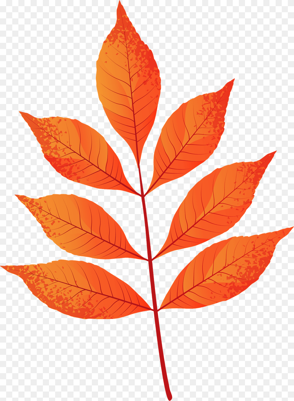 Modesto Ash Red Leaf Clipart, Plant, Tree Free Png