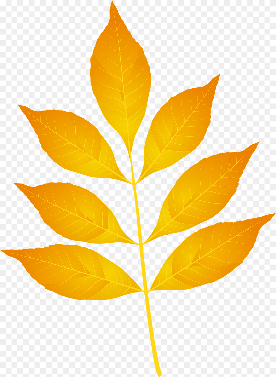 Modesto Ash Yellow Leaf Clipart, Plant, Tree Png Image