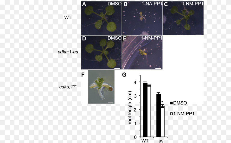 Modulation Of Plant Growth In Vivo Cdka Arabidopsis, Art, Collage, Aquatic, Water Free Png Download