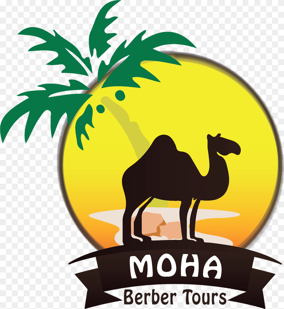 Moha Berber Tours Arabian Camel, Advertisement, Poster, Animal, Mammal Png Image