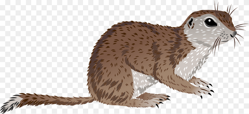 Mohave Ground Squirrel Clipart, Animal, Mammal, Bird, Wildlife Png