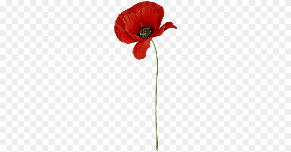 Mohn Blume Pflanze Blte Jahrgang Isoliert Poppy Flower Transparent Anzac, Plant, Person, Anemone Png