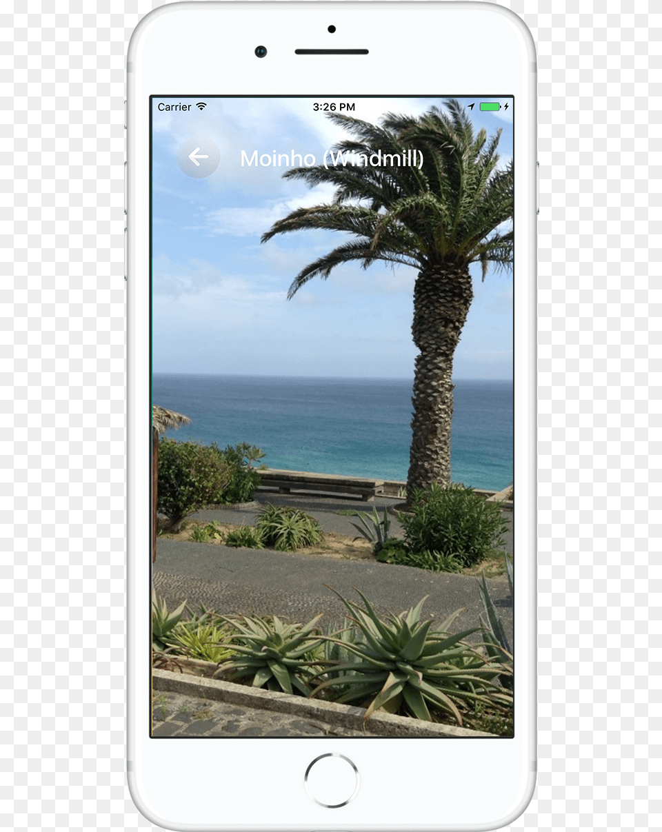 Moinho Porto Santo Madeira Madeira, Plant, Tree, Agavaceae, Summer Free Png
