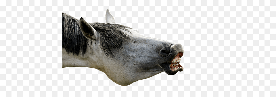 Mold Animal, Horse, Mammal, Stallion Png Image