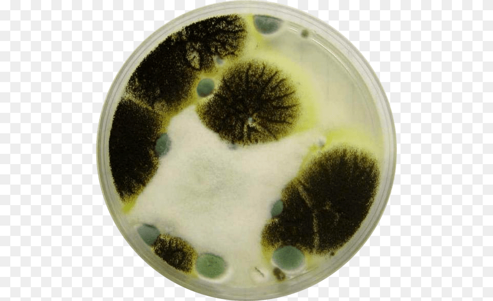 Mold In Petri Dish Png