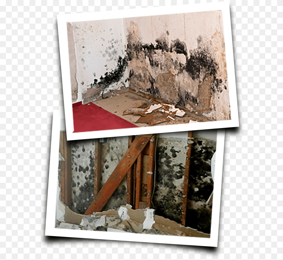 Mold Pics Mold And Landlords, Home Damage, Mold Damage Free Transparent Png