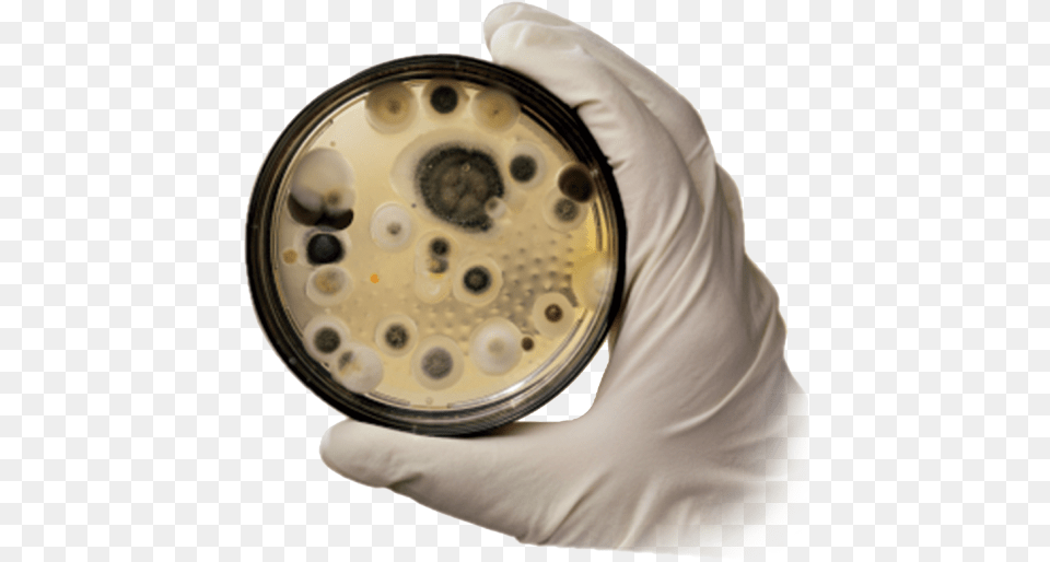 Mold Removal Black Mould Fungus, Clothing, Glove, Adult, Male Png Image