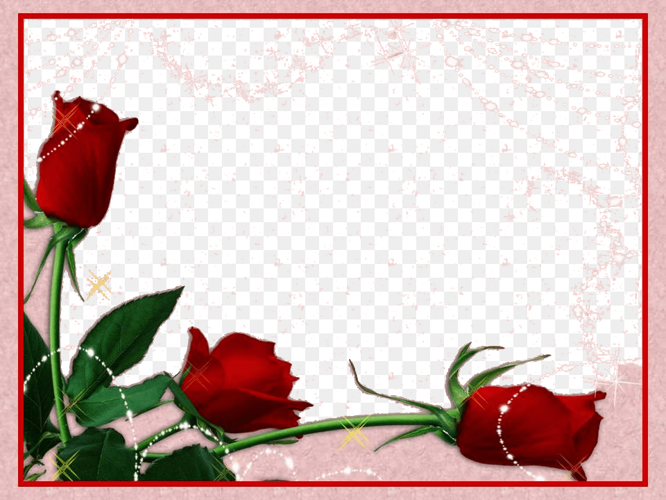 Moldura God, Flower, Petal, Plant, Rose Png Image