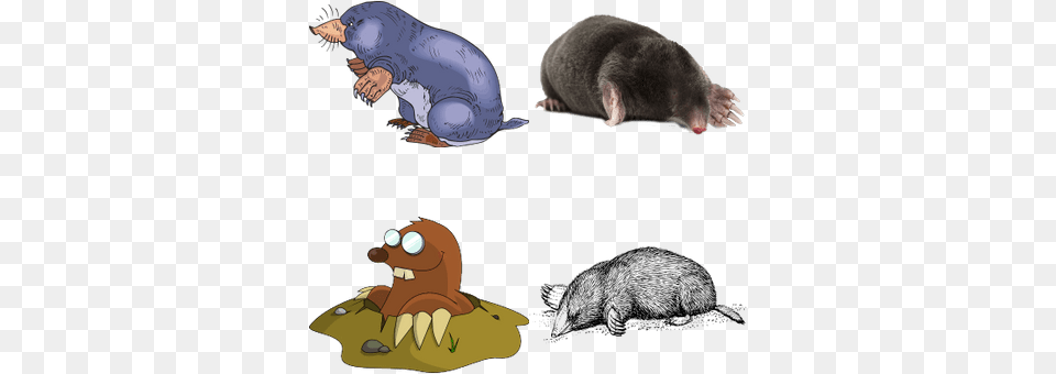 Mole Drawing, Animal, Mammal, Rat, Rodent Png Image