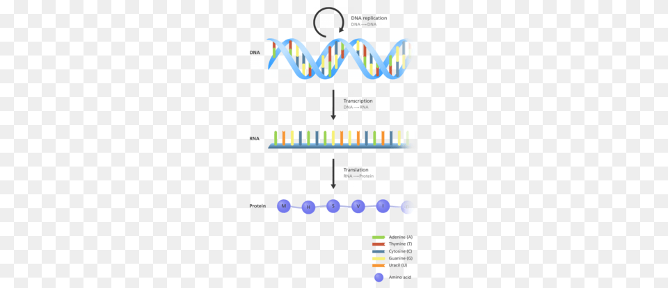 Molecular Biology Clip Art Clipart, Person Free Transparent Png