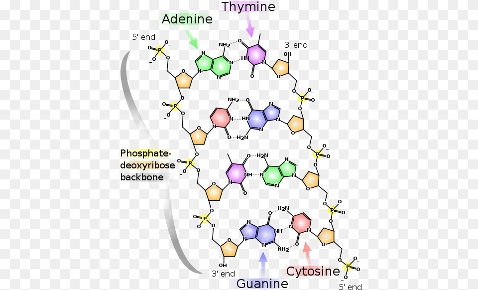 Molecular Diagram Of Dna Base Pairs Free Png Download